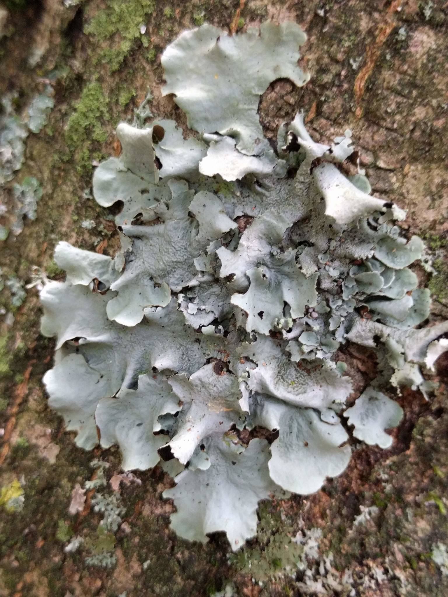 Stone Flower 4