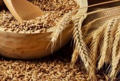 Lokwan-Wheat