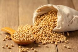 soyabean